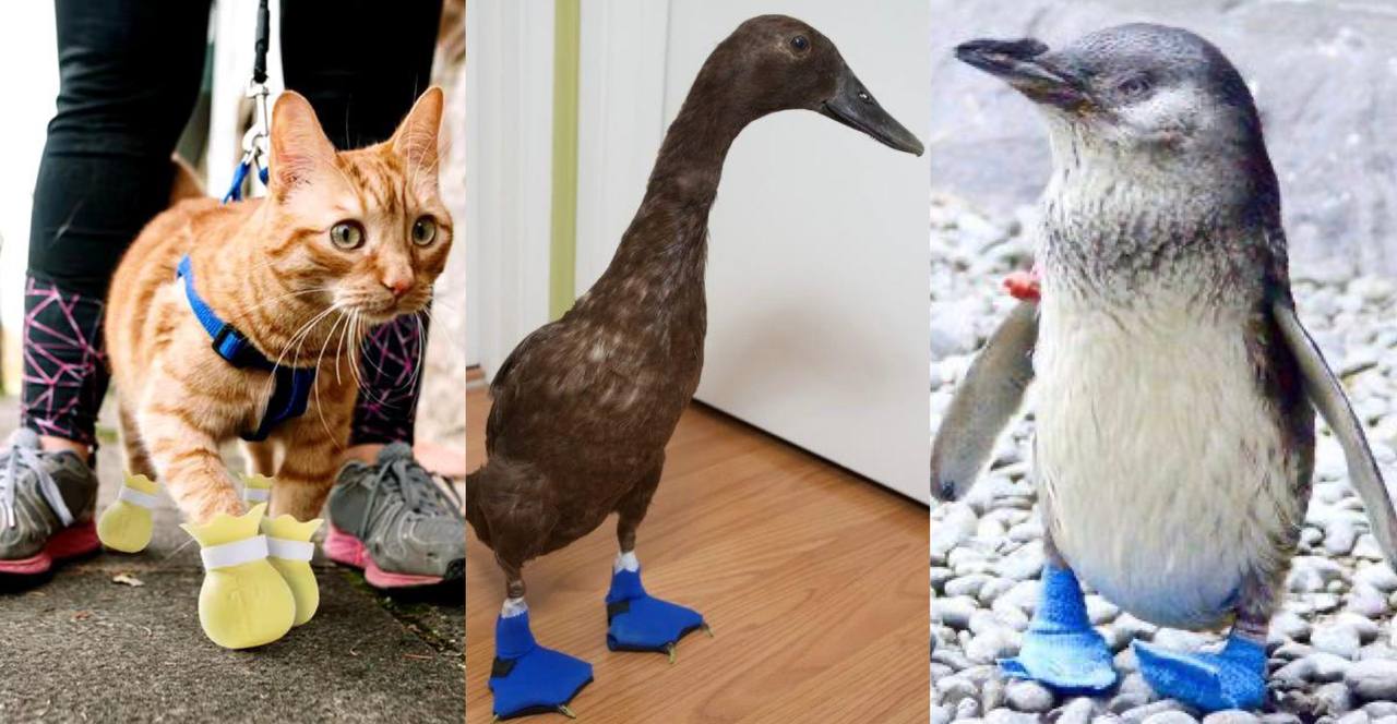 FYI: Shoes are not only for dogs: cats, ducks, even penguins have been spotted across the internet wearing them!